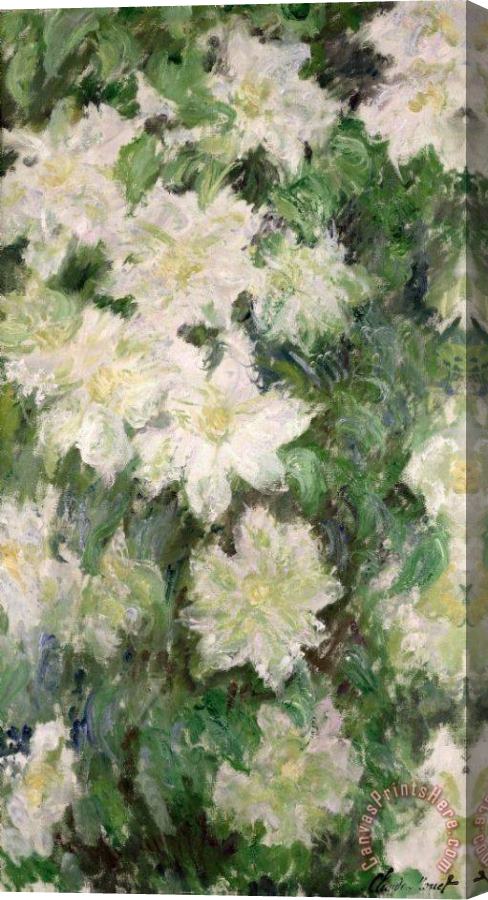 Claude Monet White Clematis Stretched Canvas Print / Canvas Art Claude Monet White Clematis Stretched Canvas Print / Canvas Art