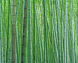 Bright Green Bamboo Forest in Kyoto Japan by Collection