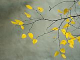 Yellow Autumnal Birch Betula Tree Limbs Against Gray Stucco Wall by Collection