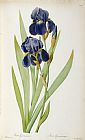 Pierre Joseph Redoute - Iris Germanica painting