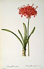 Amaryllis Curvifolia by Pierre Redoute
