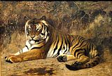 Jean Leon Gerome Tiger Springfield Ma