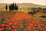 Steve Wynne Hills of Tuscany I