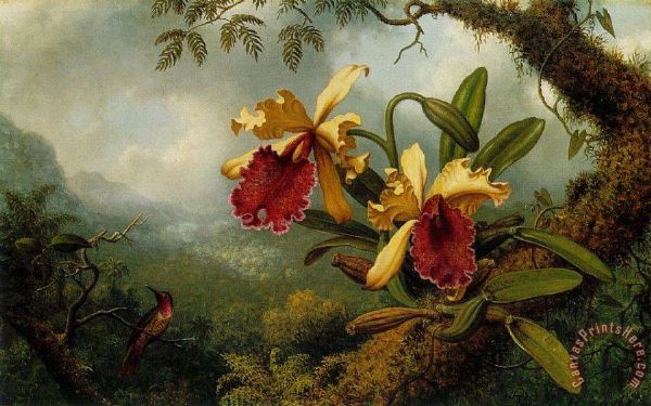 Tufted Coquette Poster Print by Martin Johnson Heade - Item