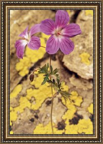 American Framed Prints - Geranium by American School