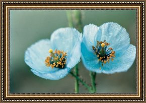 American Framed Prints - Himalayan Blue Poppy by American School