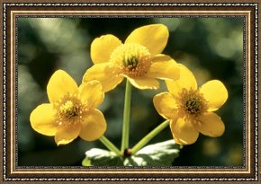 Between Geest And Marsh Framed Paintings - Himalayan Marsh Marigold by American School