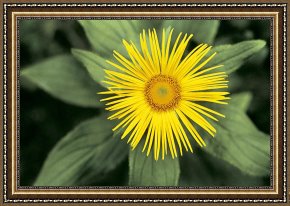 American Framed Prints - Inula grandiflora by American School