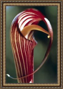 American Framed Prints - Purple Jack in Pulpit by American School