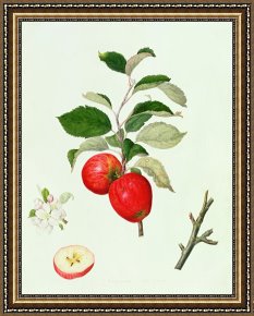 Belle Du Jour Framed Paintings - The Belle Scarlet Apple by Barbara Cotton