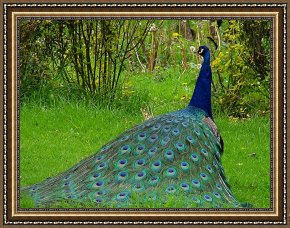 Royal Framed Prints - Royal Blue by Blair Wainman