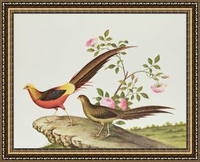 Golden Framed Prints - A Golden Pheasant by Chinese School