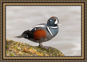 Ducks Framed Paintings - Harlequin Duck I by Clarence Holmes