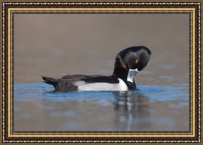 Ducks Framed Paintings - Ring-necked Duck by Clarence Holmes