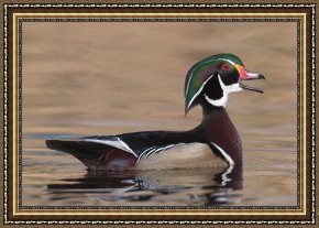 Ducks Framed Paintings - Wood Duck II by Clarence Holmes