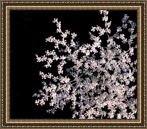 Perfect Framed Prints - The Perfect Weed by Collection 13