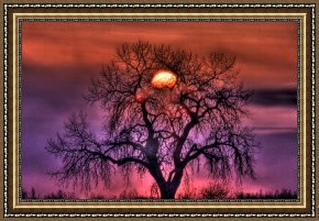Tree Framed Prints - Sunrise Through The Foggy Tree by Collection 14
