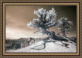 Tree Framed Prints - Bryce Canyon Tree Sculpture by Collection 6