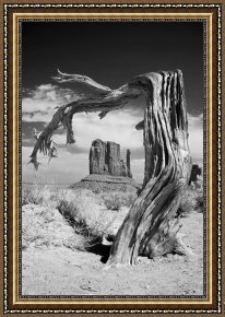 Tree Framed Prints - Desert Tree by Collection 6