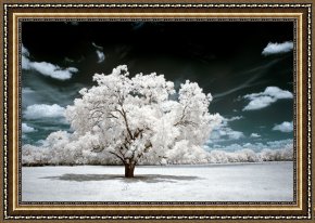 Tree Framed Prints - Dreamscape Tree by Collection 6