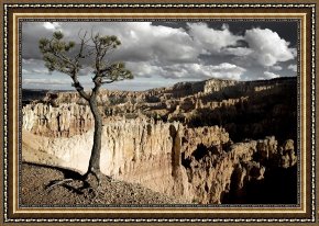 Tree Framed Prints - Lone Tree Canyon by Collection 6