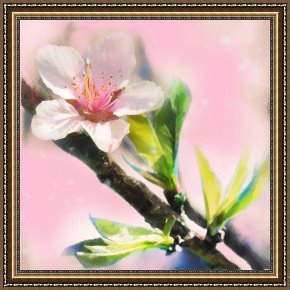 Spring Framed Prints - Spring sunrise by Collection 8