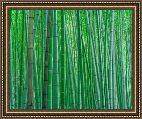 The Green Sail Framed Prints - Bright Green Bamboo Forest in Kyoto Japan by Collection
