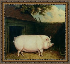 Kohler's Pig Framed Prints - A Pig in its Sty by E M Fox