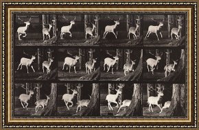 Animals Framed Prints - Animal Locomotion, Plate 686 by Eadweard J. Muybridge