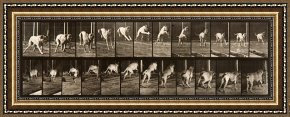 Animals Framed Prints - Animal Locomotion, Plate 712 by Eadweard J. Muybridge