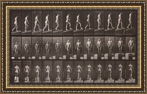 Animals Framed Prints - Animal Locomotion, Plate 74 by Eadweard J. Muybridge