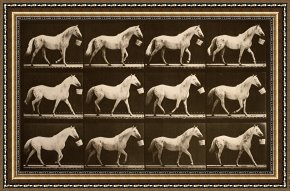 Walking The Plank Framed Paintings - Walking with a Bucket in Mouth; Light Gray Horse, Eagle by Eadweard J. Muybridge