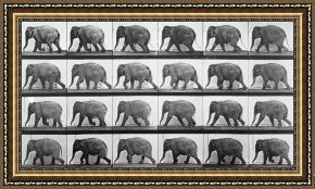 Walking The Plank Framed Paintings - Elephant Walking by Eadweard Muybridge