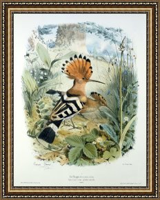Edouard Framed Prints - Hoopoe by Edouard Travies