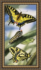 Evocation of Butterflies Framed Paintings - Butterflies by English School