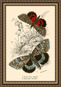 Evocation of Butterflies Framed Paintings - Butterflies by English School