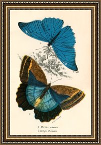 Evocation of Butterflies Framed Paintings - Butterflies by English School
