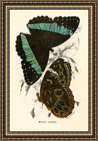 Evocation of Butterflies Framed Paintings - Butterflies by English School