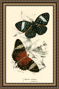 Evocation of Butterflies Framed Paintings - Butterflies by English School