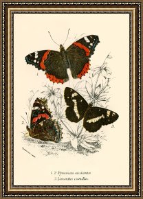 Evocation of Butterflies Framed Paintings - Butterflies by English School