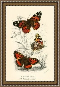 Evocation of Butterflies Framed Paintings - Butterflies by English School