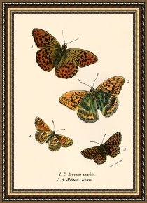 Evocation of Butterflies Framed Paintings - Butterflies by English School
