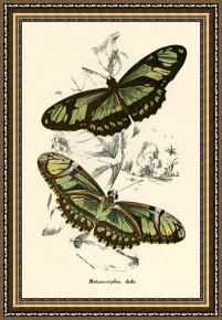 Evocation of Butterflies Framed Paintings - Butterflies by English School