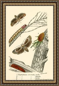 Evocation of Butterflies Framed Paintings - Butterflies by English School