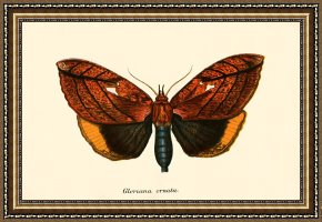 Evocation of Butterflies Framed Paintings - Butterflies by English School