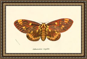 Evocation of Butterflies Framed Paintings - Butterflies by English School