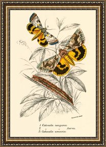 Evocation of Butterflies Framed Paintings - Butterflies by English School