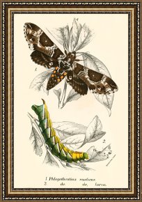 Evocation of Butterflies Framed Paintings - Butterflies by English School