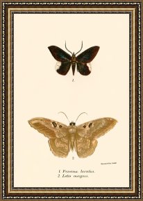 Evocation of Butterflies Framed Paintings - Butterflies by English School