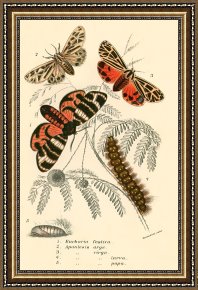 Evocation of Butterflies Framed Paintings - Butterflies by English School